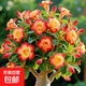【夏季新品】稀有多頭沙漠玫瑰重瓣老樁濃香多肉綠植四季室內(nèi)外 （紅黃花）根直徑（2-4公分） 帶黑色育苗盆發(fā)貨