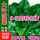 【可越冬】大葉菠菜種子散裝菠菜籽高產(chǎn)四季播耐寒秋冬季蔬菜種子 大葉菠菜種子1000粒