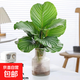 水培植物青蘋果竹芋綠植盆栽四季常青室內(nèi)辦公桌好養(yǎng)喜陰凈化空氣 青蘋果竹芋30-45cm+豎紋金口瓶