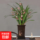 墨蘭蘭花苗盆栽帶花苞發(fā)貨精品名貴花卉綠植物室內(nèi)四季好養(yǎng)活企黑 墨蘭（高方盆+底托）【10株苗】
