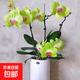 蝴蝶蘭蘭花花花苗花劍盆栽客廳室內(nèi)植物陽臺大苗花卉四季開花綠植 青蘋果【當年開花】1顆+肥料
