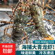 小青龍新鮮龍蝦鮮活冷凍澳龍鮮活大龍蝦特大澳洲龍蝦海鮮水產(chǎn)進(jìn)口 1只小青龍【6-8兩/只】