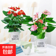 紅掌盆栽室內花卉綠植客廳陽(yáng)臺四季好養盆景辦公室桌面植物擺件花 粉掌+紅掌+（2個(gè)透明吸水盆） 30cm-40cm高