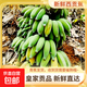 西貢蕉香蕉丫丫新鮮時(shí)令水果香甜營(yíng)養青蕉發(fā)貨贈催熟包 凈重1斤裝青蕉發(fā)貨【較少】