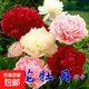 洛陽(yáng)牡丹種籽牡丹花種子混色春播四季盆栽陽(yáng)臺藥用觀(guān)賞牡丹花 混色牡丹40?！镜昙彝扑]】