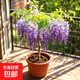 庭院紫藤樹苗別墅花卉紫藤花老樁爬藤植物風(fēng)景樹門前大樹開花盆栽 紫藤小苗1顆
