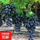 特大葡萄樹苗巨峰無籽陽光玫瑰耐寒爬藤南北方種植葡萄苖當(dāng)年結(jié)果 五年苗藍(lán)寶石（帶土發(fā)貨） 60cm(含)-69cm(含)