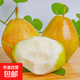 陜西紅香酥梨脆甜多汁果園直發(fā)鮮果專享1 帶箱一斤小果 果徑50#-60#