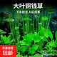 銅錢草根招財(cái)桌面盆栽金錢草根花卉室內(nèi)水培土培植物水養(yǎng)地栽綠植 銅錢草根1份不含盆/送營養(yǎng)液