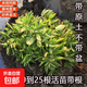 正宗垂盆草新鮮可食用養肝護肝中草藥盆栽陽(yáng)臺綠植植物狗牙瓣 20到25根優(yōu)質(zhì)苗（帶原土包活） 不含盆