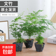 文竹盆栽室內(nèi)客廳植物花卉辦公室綠植桌面凈化空氣創(chuàng)意小盆景原盆 精選小文竹【15-22cm高】3盆+育苗盤