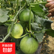 果蔬山東正宗綠寶石甜瓜綠皮綠肉甜脆多汁香瓜蜜瓜農(nóng)家 凈重4.5-5斤4-12個(gè)裝