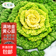 麻葉火鍋菜種子天津青麻葉白菜黃心烏塌菜小八葉春秋四季蔬菜種籽 黃心烏塌菜種子 (約3000粒)*1包