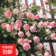 爬藤植物藤本月季花苗四季花卉濃香型玫瑰盆栽庭院陽(yáng)臺(tái)薔薇花苗 粉色龍沙寶石 帶土發(fā)貨 50-70厘米高