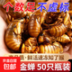 厚愛 2025當(dāng)季新貨山東金蟬單只5g左右大個(gè)鮮活速凍知了猴爬叉 【大號(hào)精選】金蟬50只/1瓶