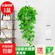 長藤綠蘿垂吊綠植室內(nèi)吊蘭吸甲醛凈化空氣綠植盆栽稀有綠蘿盆栽 【盆口直徑16厘米】長藤白盆綠蘿1盆送肥料