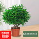 正宗清香胡椒木盆栽花卉室內(nèi)驅蟲驅蚊草綠植物樹苗老樁盆景九里香 【清香驅蚊】6年清香木大苗（原土無盆）+肥料