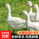 農家散養大白鵝 冷凍鵝肉嫩鵝土鵝大鵝生鮮整只鹵鵝原料 大鵝8-9斤