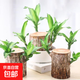 巴西木格魯特水養幸運木水培花卉室內陽(yáng)臺夏季驅蚊綠植盆栽幸運木 6-7厘米【可發(fā)芽】單個(gè)巴西木（不含其它）/送液