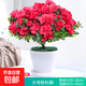 杜鵑花苗盆栽帶花苞發(fā)貨四季開(kāi)花植物大棵好養活陽(yáng)臺室內綠植花卉 大號紅色杜鵑花+小蠻腰盆
