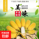 胖嘟嘟蘋果蕉酸甜可口新鮮水果放熟后吃雯婷香蕉 蘋果蕉帶箱2斤