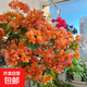 重瓣三角梅苗盆栽地栽花卉老樁室內陽(yáng)臺庭院爬藤植物四季開(kāi)花 綠葉橙【花期帶花原盆原土發(fā)貨】