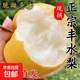 正宗豐水梨脆甜多汁細(xì)膩無(wú)渣現(xiàn)摘現(xiàn)發(fā)新緣 豐水梨帶箱5斤