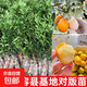 正宗嫁接廣西融安第三代脆蜜金桔樹(shù)樹(shù)苗脆皮金桔子果苗盆地栽帶土 【新品種大果】三代脆蜜金柑1棵-蜜甜多汁 50cm(含)-60cm(不含)