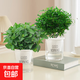 薄荷盆栽可食用大苗水培室內驅蚊綠植迷迭香香草植物檸檬貓薄荷 中盆薄荷+清香木（早安吸水盆）