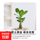 胖胖樹沙漠玫瑰盆栽多肉植物花卉易活四季喜陽(yáng)耐曬客廳辦公室綠植 小沙漠玫瑰 不含盆（三年苗） 高18-22cm