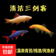 清道夫魚金苔鼠魚吃糞便垃圾粉紅鯊除藻小型熱帶觀賞魚 【一套搞定】清潔三組合