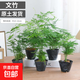 文竹盆栽室內客廳植物花卉辦公室綠植桌面凈化空氣創(chuàng  )意小盆景原盆 精選小文竹【15-22cm高】5盆+育苗盤(pán)