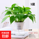 特價(jià)綠蘿盆栽室內客廳辦公室吸甲醛凈化空氣水培植物綠植花卉好養 【1盆】綠蘿+早安吸水盆 整體含盆高度20-25cm