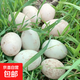 鴨蛋新鮮生鴨蛋60-70g土鴨蛋農家散養綠殼青皮鴨蛋整箱批發(fā) 10枚