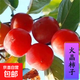 柿子苗樹苗嫁接果樹苗南北方種植地栽火晶柿脆甜柿子樹苗當(dāng)年結(jié)果 火晶柿子【五年苗當(dāng)年結(jié)果】 90cm(含)-99cm(含)