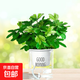 幼兒園植物小盆栽含羞草盆栽室內(nèi)趣味花卉四季害羞草陽臺植物學校 10cm左右含羞草【早安吸水盆】+肥料 含盆