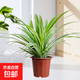金邊吊蘭盆栽垂吊植物室內辦公室桌面綠植吸甲醛凈化空氣 金邊吊蘭原土