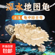 地圖龜深水魚缸混養(yǎng)小烏龜黑瘤活物水龜?shù)貓D龜觀賞龜苗寵物招財龜 5-6厘米地圖龜 2只情侶+龜糧