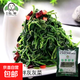 新鮮速凍山野菜灰灰菜涼拌綠色冷凍蔬菜宴席菜半成品酒店免洗商用 【速凍灰灰菜1袋】