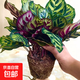 彩虹竹芋盆栽水培孔雀竹芋彩葉綠植物花卉室內(nèi)夏季天除甲醛好養(yǎng)活 110#孔雀竹芋13-15片葉(原盆）