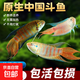 【中國斗魚易養(yǎng)易活】淡水冷水魚耐活好養(yǎng)普叉巨普觀賞魚沙蠻魚苗 【熱賣組】3-4厘米6條-送魚食