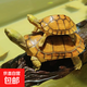 小青皖南龜黃喉擬水烏龜活體寵物觀賞龜純種活體緣三黃活體 【單身貴族1只】4-5cm