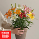 香水百合種球帶芽四季開花室內(nèi)外陽臺多頭百合耐寒好養(yǎng) 混色【帶芽發(fā)貨】 5個(gè)球（更便宜）