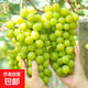 陽(yáng)光玫瑰葡萄青提晴王無(wú)籽葡萄新鮮水果爆甜錦 帶箱2斤（單果10g+）