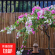 重瓣三角梅苗盆栽地栽花卉老樁室內陽(yáng)臺庭院爬藤植物四季開(kāi)花 金心雙色【花期帶花原盆原土發(fā)貨】