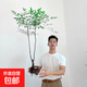 南天竹水培盆栽綠植火焰紅室內帶根樹(shù)苗客廳辦公室盆景庭院種植花 南天竹帶根60-80厘米【2-3枝干】 不含盆