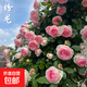 藤本月季爬藤大苗薔薇花大苗特大花庭院爬墻植物四季開花濃香盆栽 粉龍【150CM—160CM高發(fā)貨】