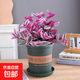 油畫(huà)婚禮吊蘭大苗盆栽室內垂吊植物花卉陽(yáng)臺多肉老樁綠植四季好養 精品油畫(huà)吊蘭+加侖盆+送肥料