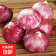 云南紫皮獨(dú)頭蒜干蒜果經(jīng)3.0mm+ 大果直徑3.0左右（7頭）