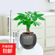 【帶盆高度約15-25cm】發(fā)財樹盆栽室內(nèi)植物客廳辦公室自吸水好養(yǎng) 單桿發(fā)財樹+鉆紋球自吸水盆 花盆直徑約10cm